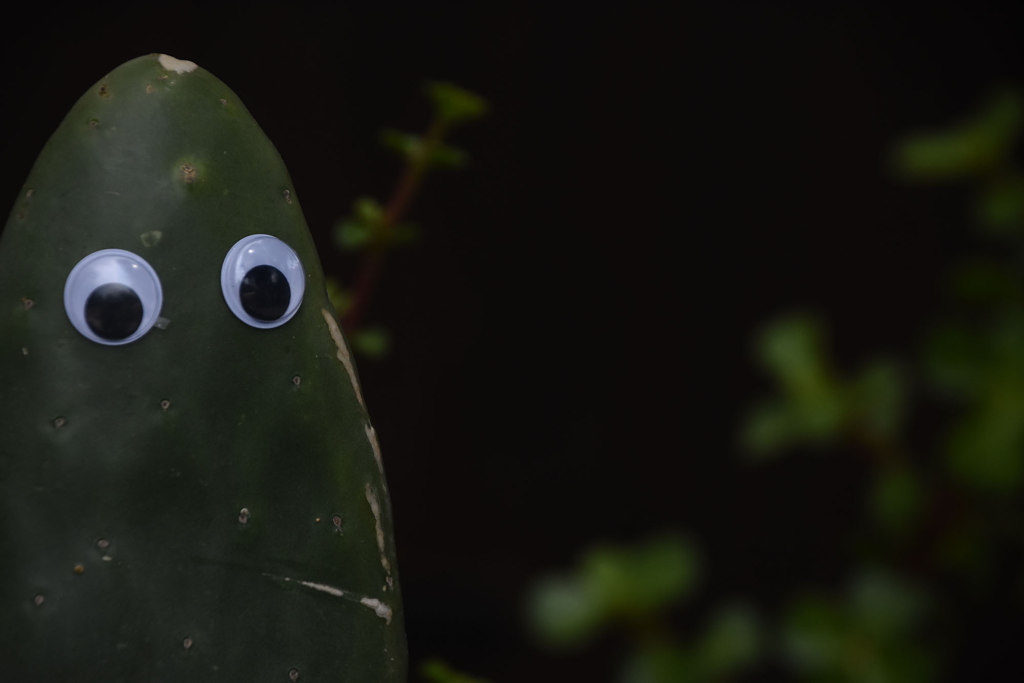 Googly eyes on a plant as a Halloween decoration idea.