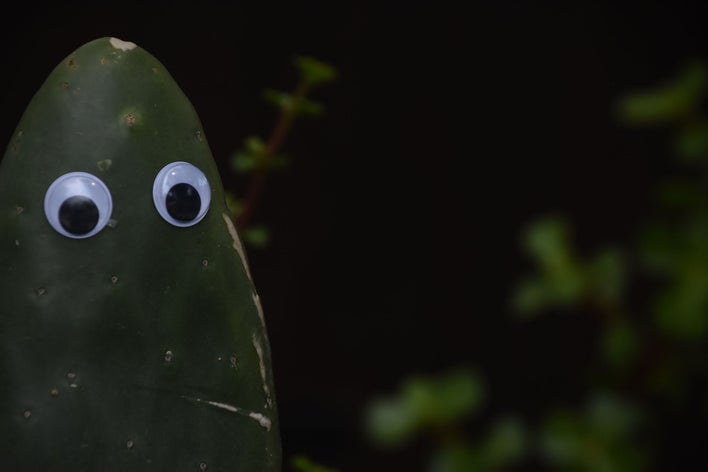 Googly eyes on a plant as a Halloween decoration idea.