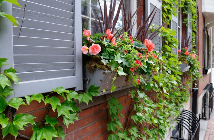 Window boxes with Valentine’s Day-appropriate plants and flowers in shades of pink,red, and purple.