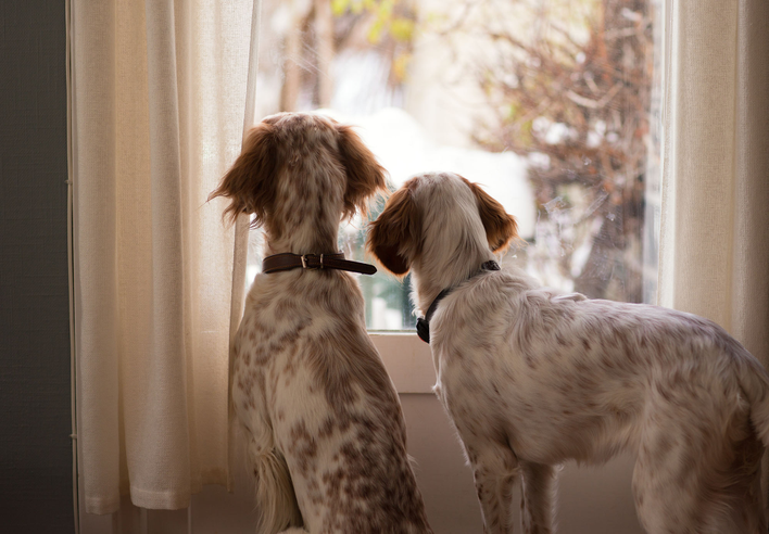 Two dogs looking out a window with long hanging curtains – a far from pet-proof window treatment.