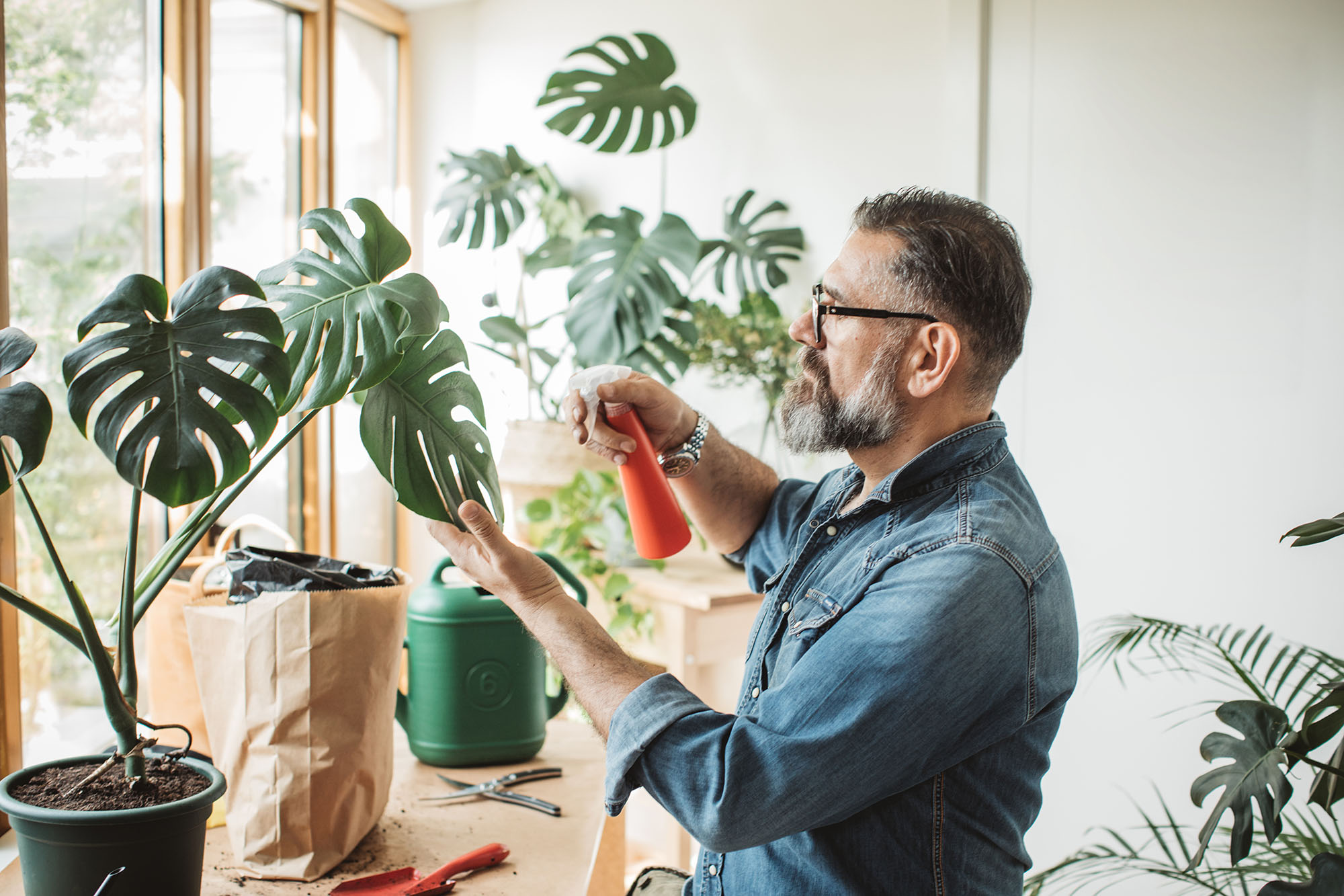 A man using a spray bottle on the leaves of a potted monstera plant inside.