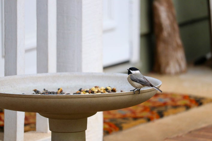 A bird on a birdbath