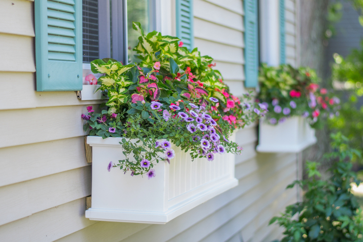 White window boxes filled with purple and pink flowers