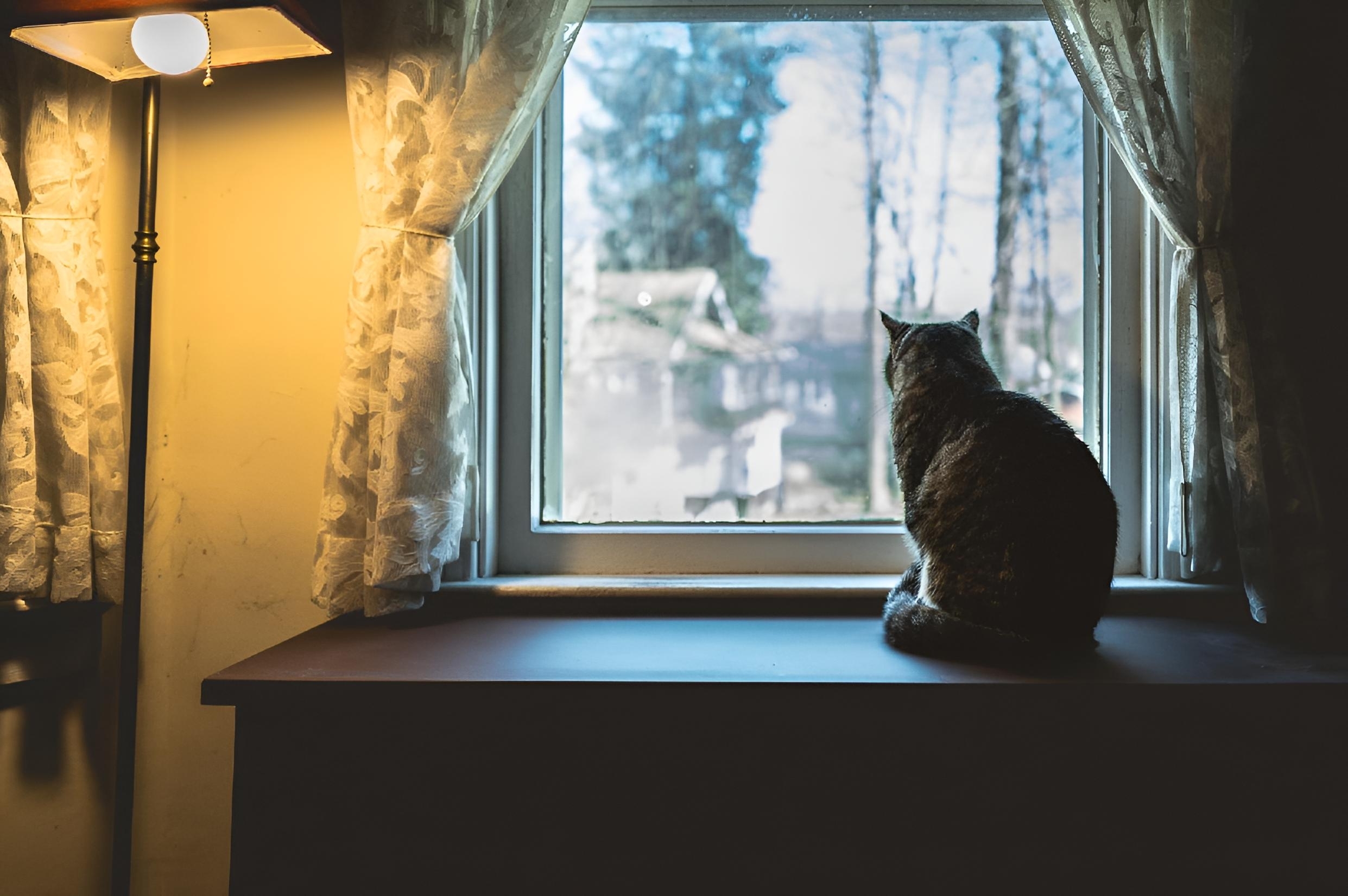 Cat by Cozy Window
