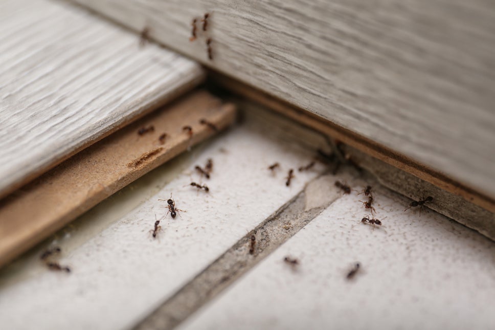 Bugs Crawling On House Window World Hero