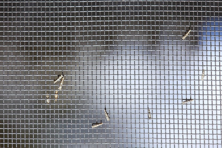 Close-up of bugs on a window screen