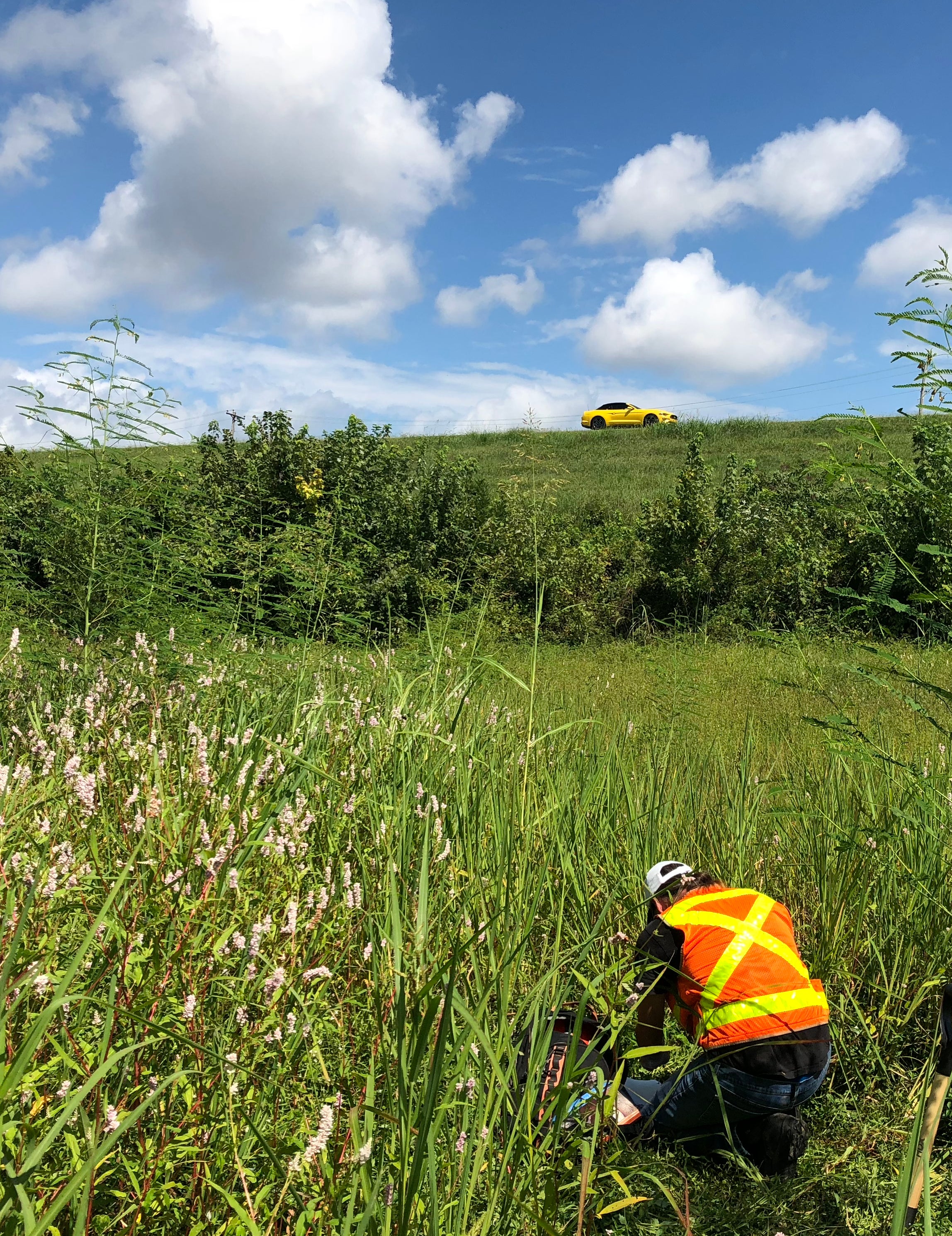 wetland delineation