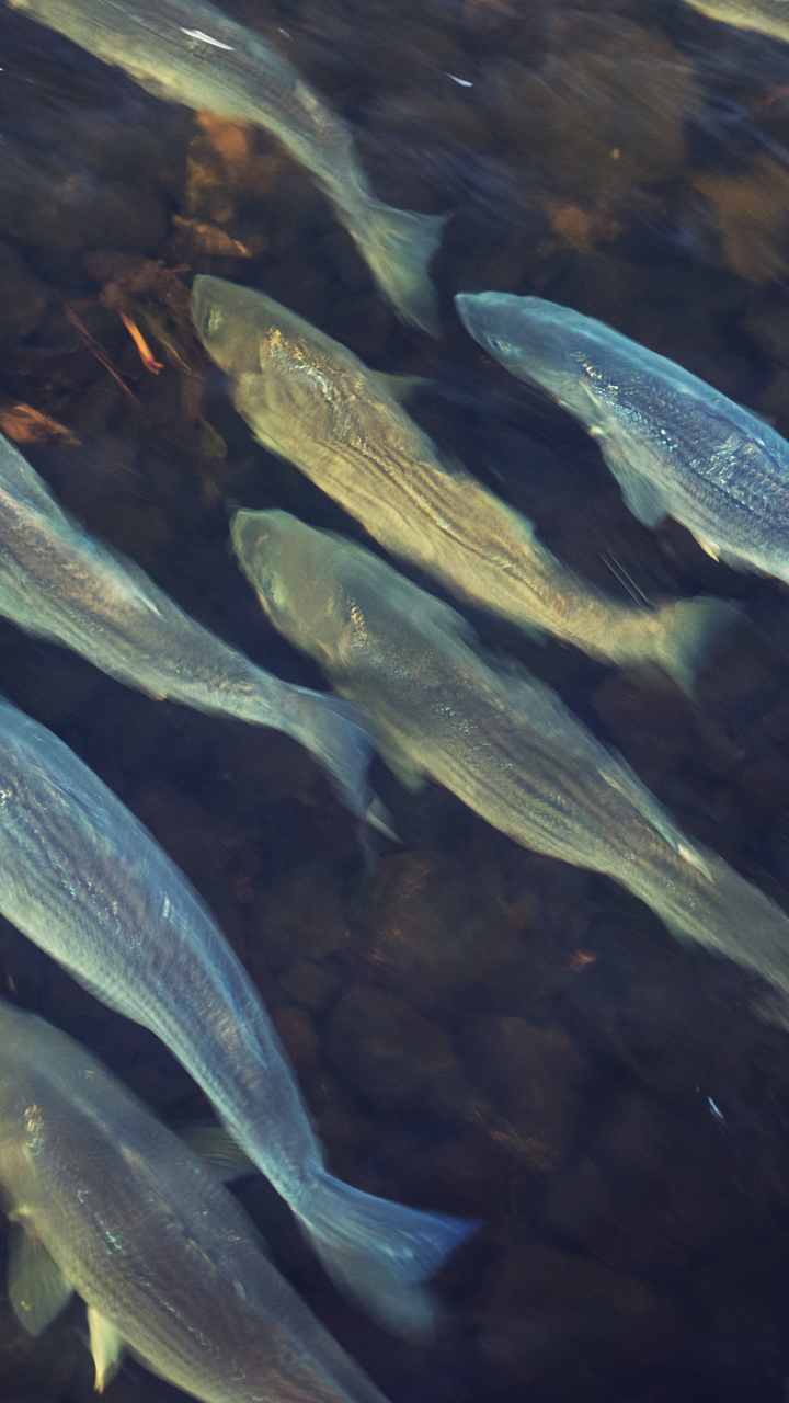 Fish Barrier