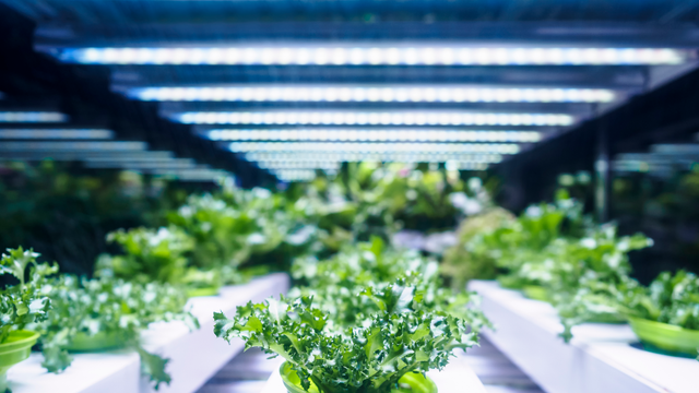 Are Plant-Based Proteins Better Suited for Refrigeration or Freezing?