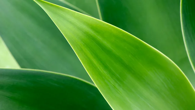 Plant in Thailand Provides Seed and Growing Materials to Local Farmers in Return for Biomass Fuel