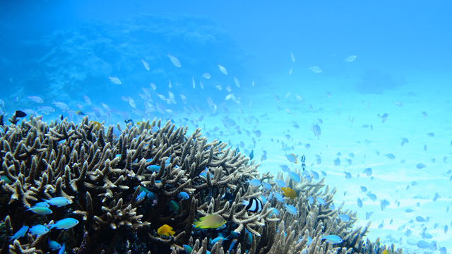 Conversion to LNG Necessary For Marine Industry