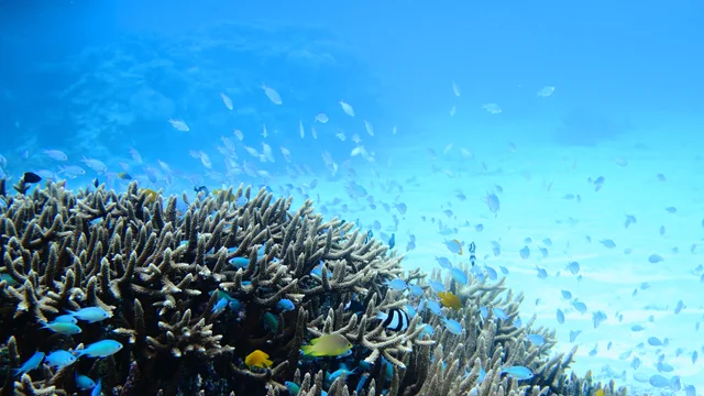 Fukushima Daiichi Nuclear Disaster Tests Pacific Ocean's Ecosystem