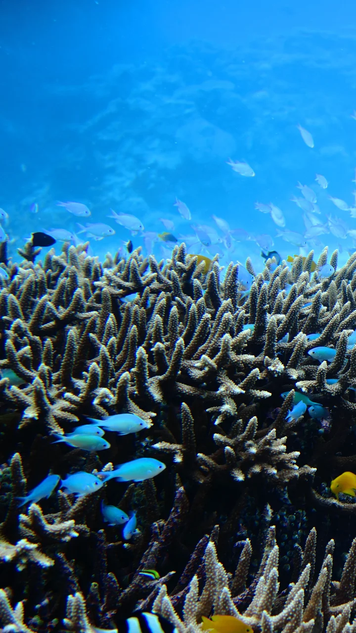 Fukushima daiichi tsunami height Fukushima daiichi tsunami height