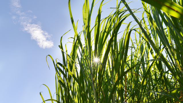 How NextGen Agriculture Can Feed a Growing World