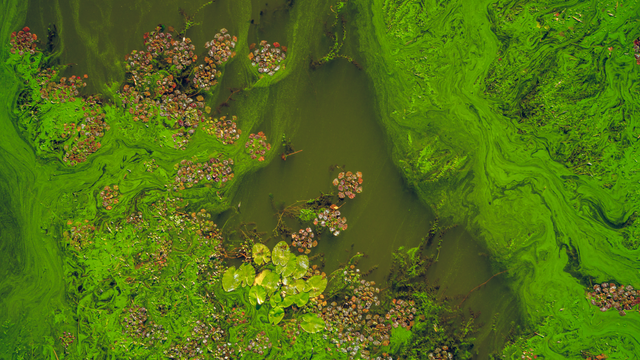 Wastewater River