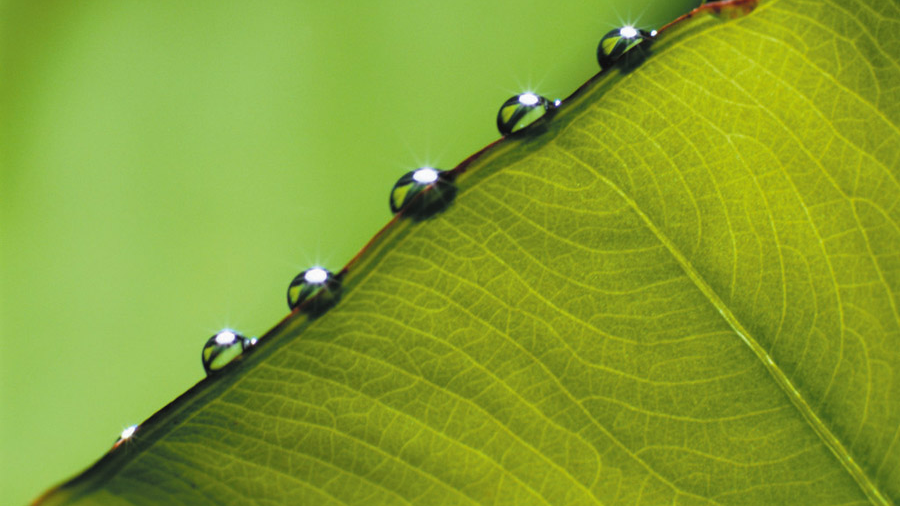 Green Leaf