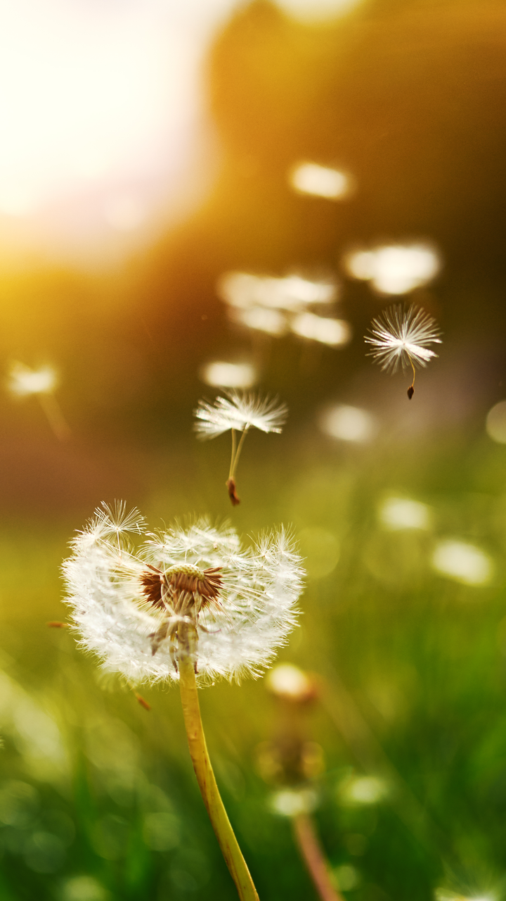 Dandelion