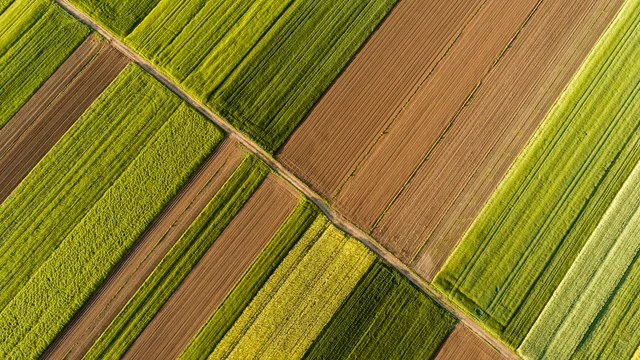 agriculture fields