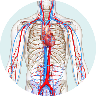 Veins