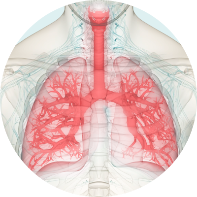 Lungs