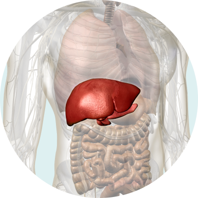Liver