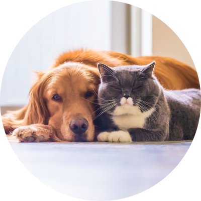 Pet Products