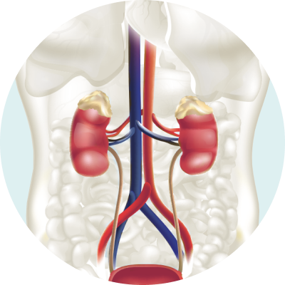 Kidneys