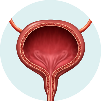 Bladder