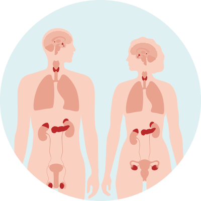 Endocrine System