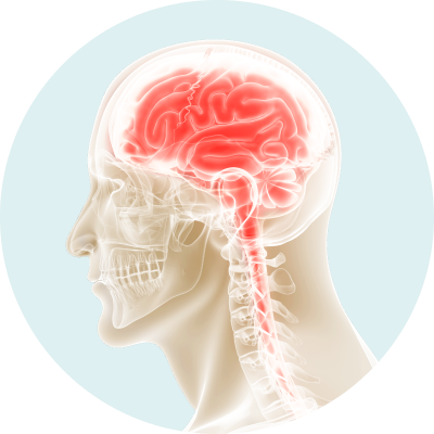 Brain
