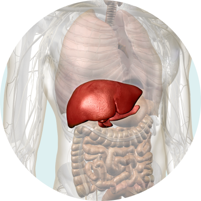 Liver Health