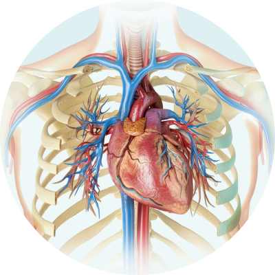 Heart