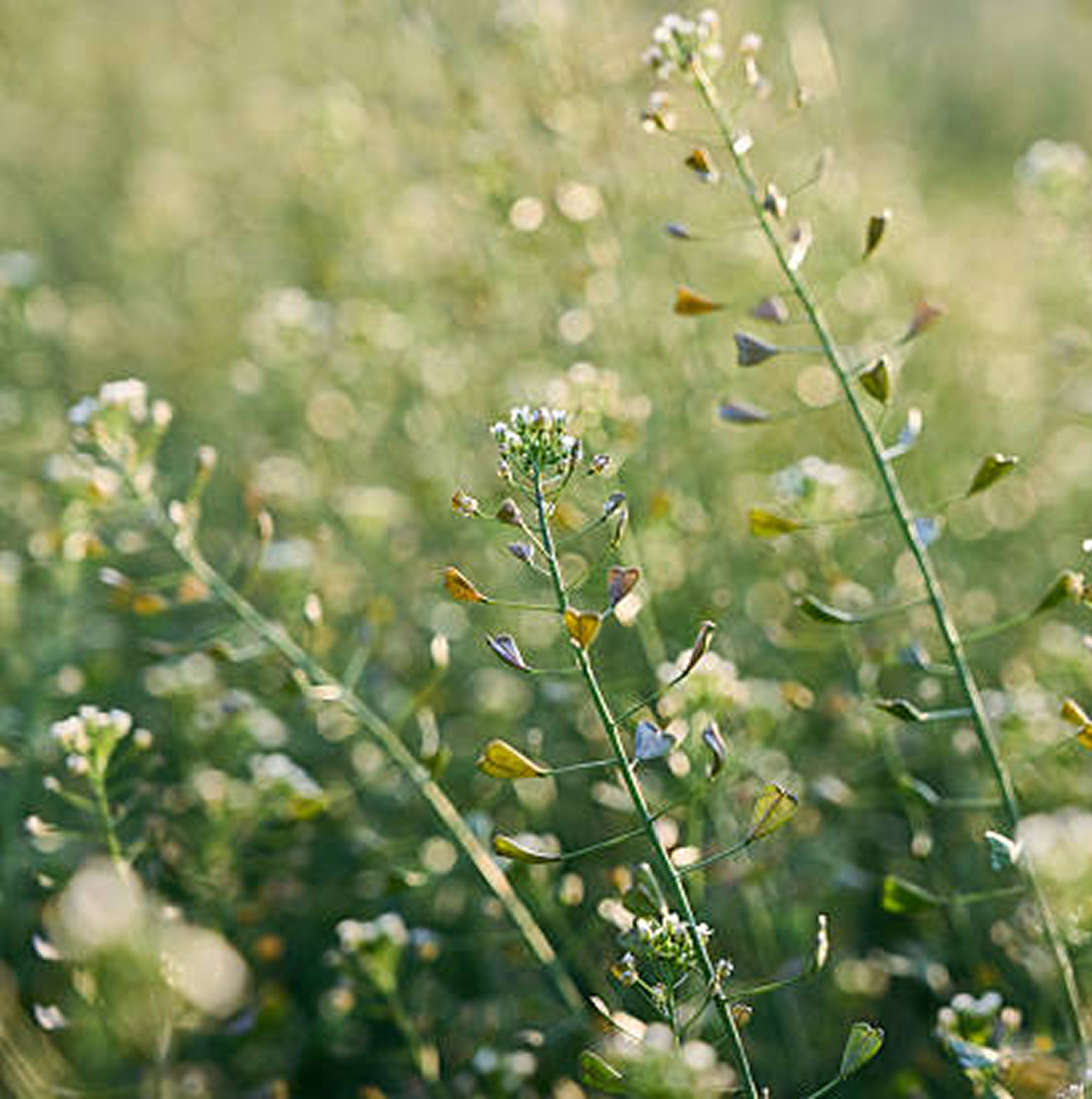 Ingredient selection — botanical raw materials