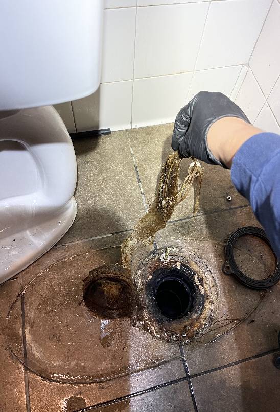 Person removing debris from a clogged toilet drain to ensure proper function