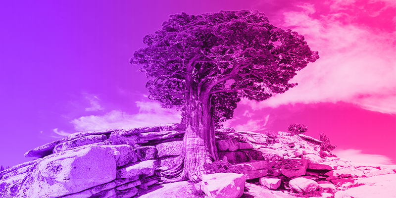 Purple Tree on top of rocks