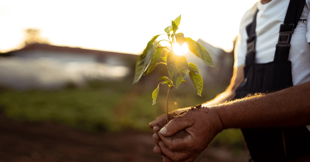 Planting Shade Trees - Part 2