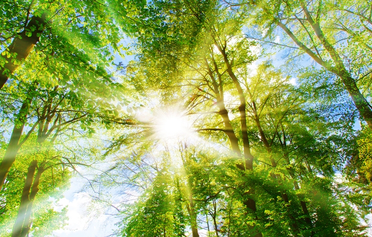 Trees with Sunlight streaming through