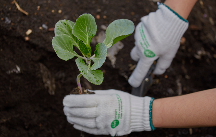 Hands planting a tree