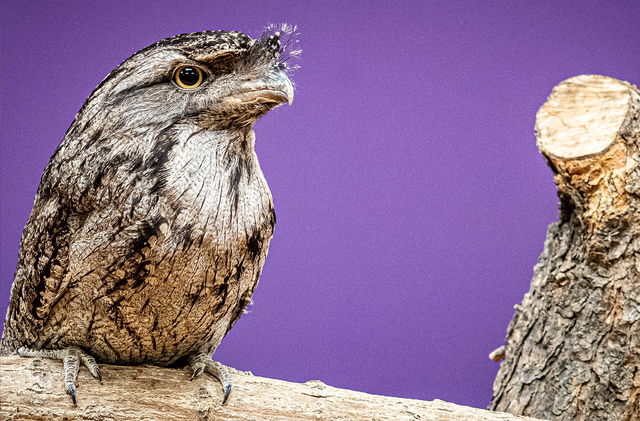 owl sitting on a branch