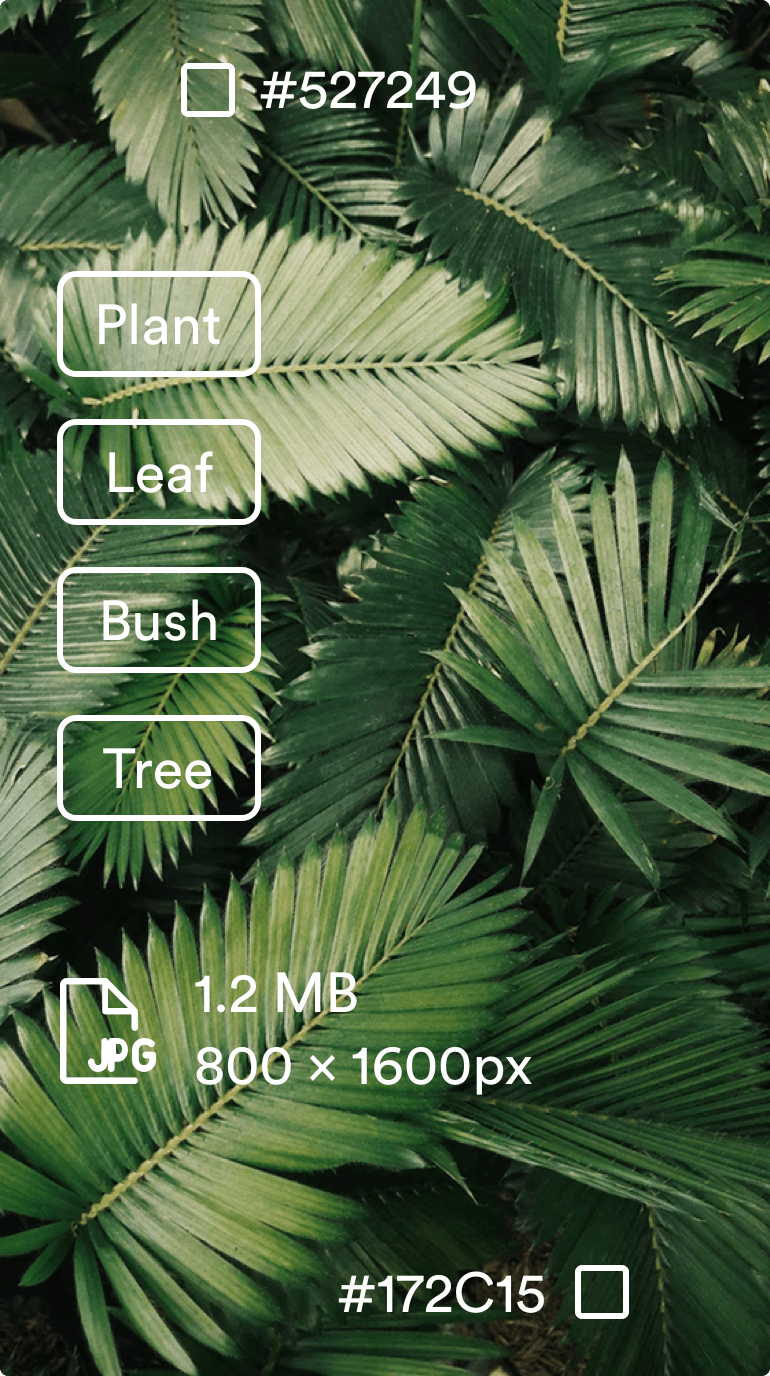 meta tags example on leaves