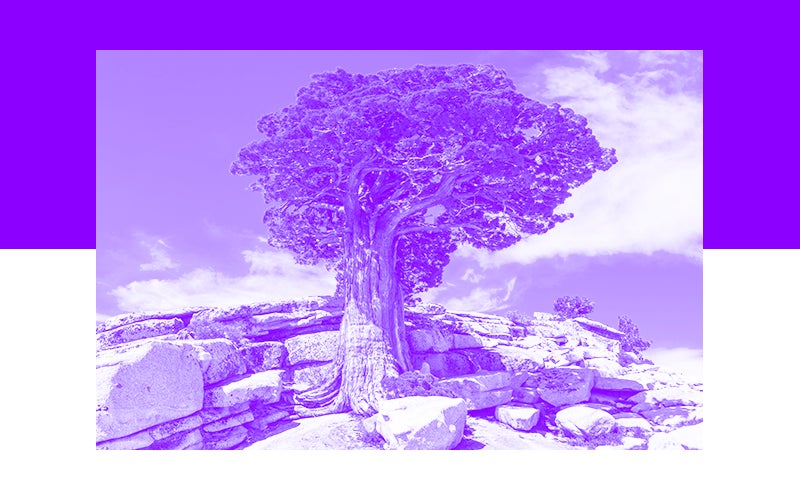 purple overlay on a tree