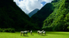 Horses on grass in tahiti