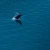 whale breaching