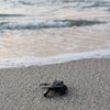 1 sea turtle moving toward surf