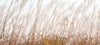 field of wheat