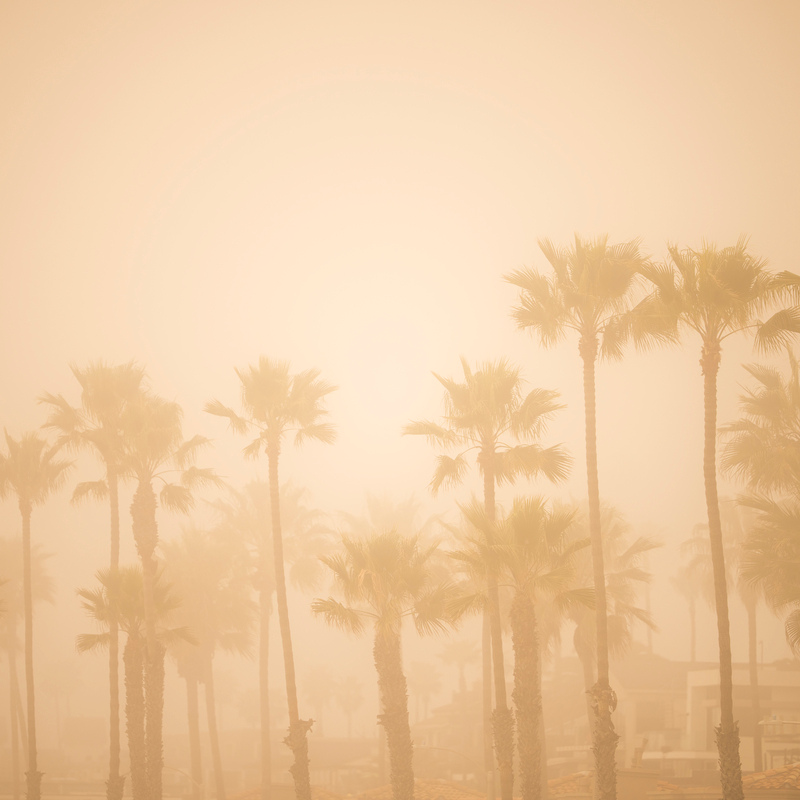 golde light on palm trees