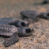 detail of 3 sea turtles on beach
