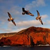 seabirds flying over coast