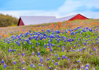 Brenham, TX