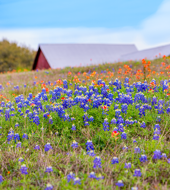 Brenham, TX